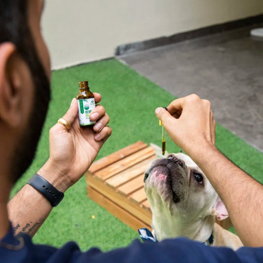 Hemp Oil Benefits For Pets
