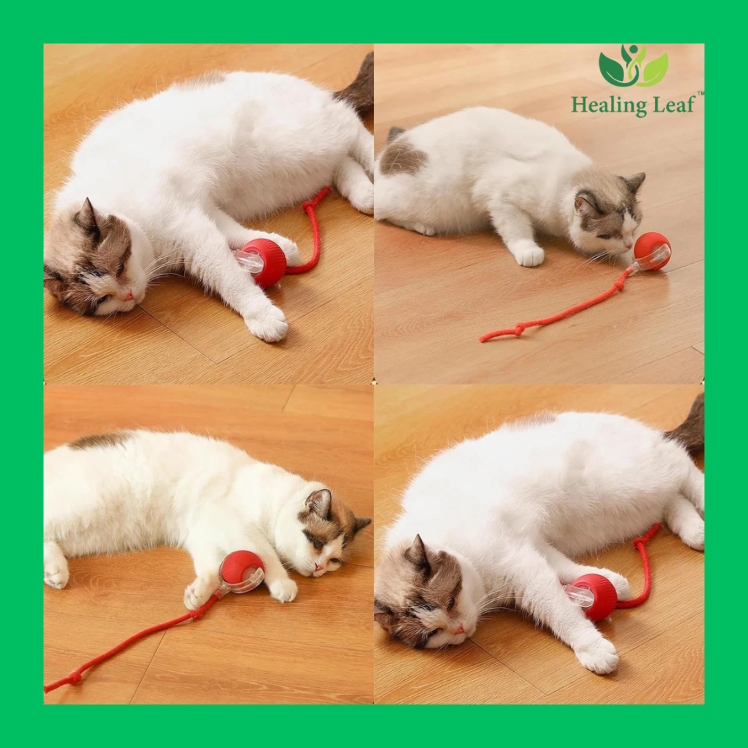 Combo of four ( slicker bush , wave scratching mat, Interactive ball and Cat dual bowl