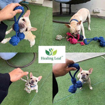 Healing Leaf's 100% Cotton Rope toys (pack of 4) (Colour May vary)